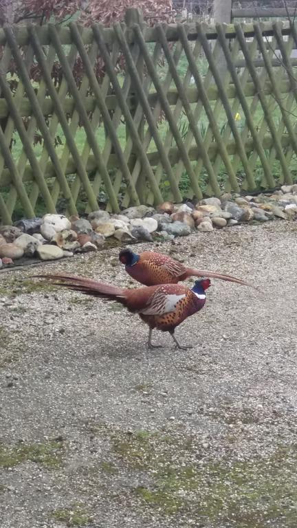 Pheasant Landhaus *